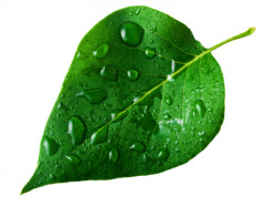Green web hosting